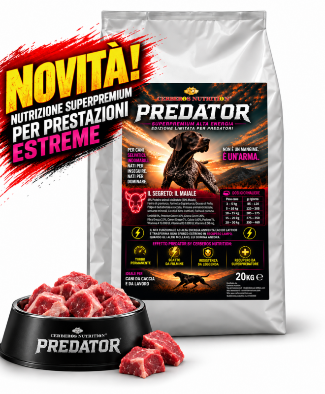Predator Maiale
